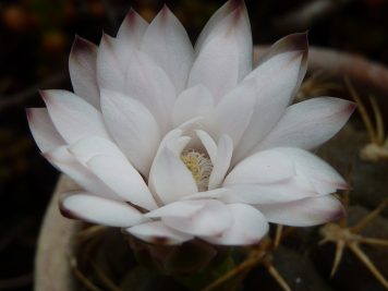 Gymnocalycium pflanzii