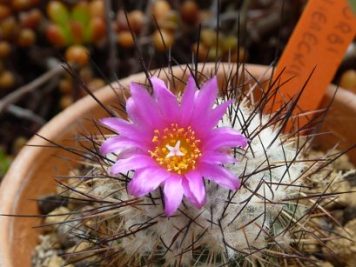 Turbinicarpus viereckii