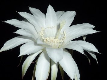 Echinopsis eyriesii