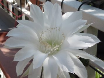 Echinopsis eyriesii