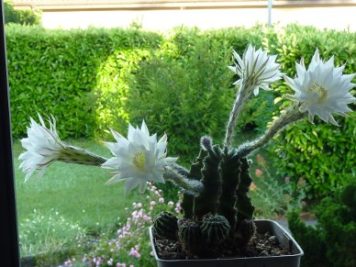 Echinopsis eyriesii