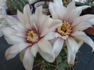 Gymnocalycium capillaense ssp sutterianum