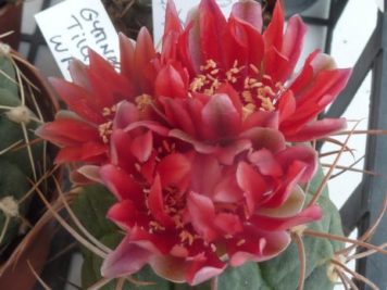 Gymnocalycium tillianum WR227