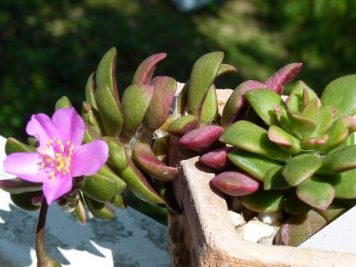 Anacampseros rufescens sunrise