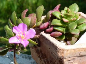 Anacampseros rufescens sunrise