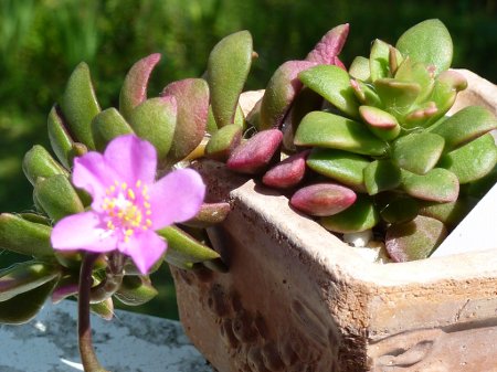 Anacampseros rufescens sunrise