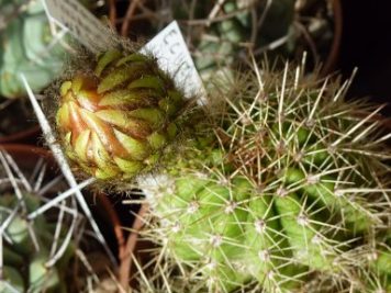 Echinopsis huascha