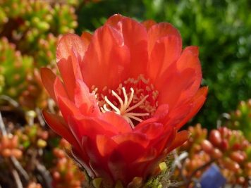 Echinopsis huascha