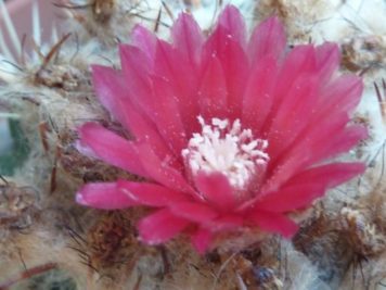 Parodia schwebsiana