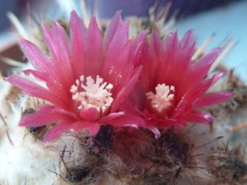 Parodia schwebsiana