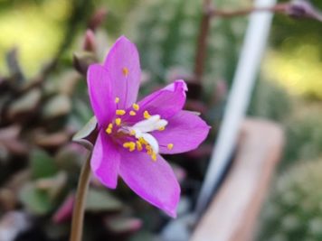 anacampseros rufescens sunrise