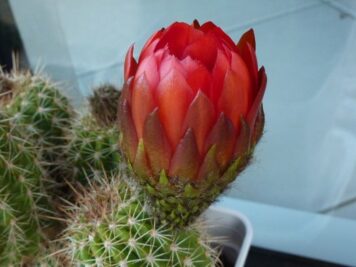 Echinopsis huascha