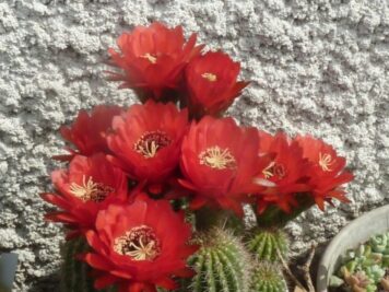 Echinopsis huascha.