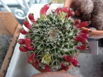 mammillaria karwinskiana ssp collinsii