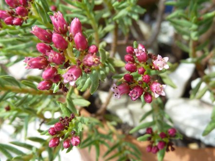 Crassula sarcocaulis