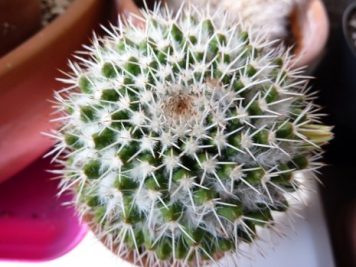 Mammillaria karwinskiana ssp collinsii