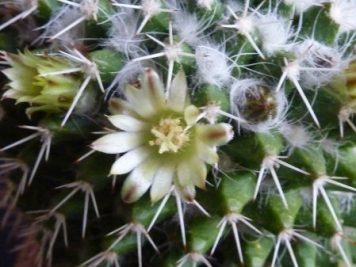 Mammillaria karwinskiana ssp collinsii