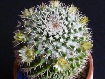 Mammillaria karwinskiana ssp collinsii