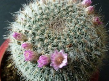 Mammillaria hahniana ssp woodsii