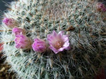 Mammillaria hahniana ssp woodsii