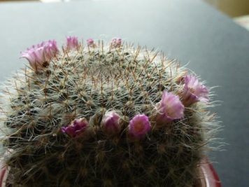 Mammillaria hahniana ssp woodsii