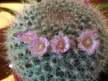 Mammillaria hahniana ssp woodsii