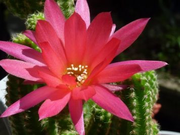 xChamaecereus rainbow