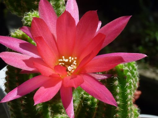 xChamaecereus rainbow