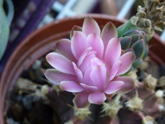 Gymnocalycium mihanovichii v friedrichii