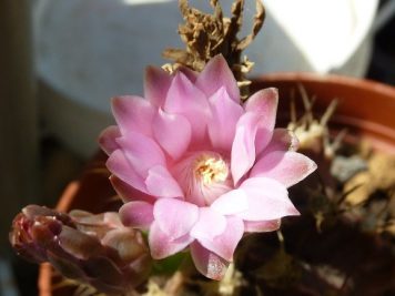 Gymnocalycium mihanovichii v friedrichii