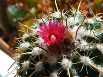 Parodia schwebsiana