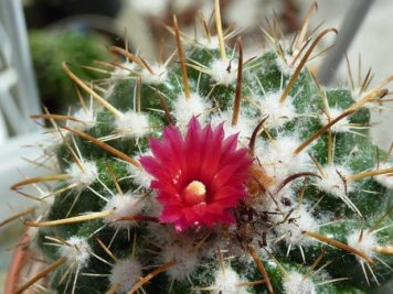 Parodia schwebsiana