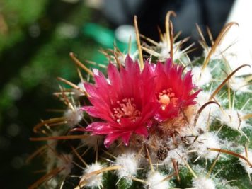 Parodia schwebsiana