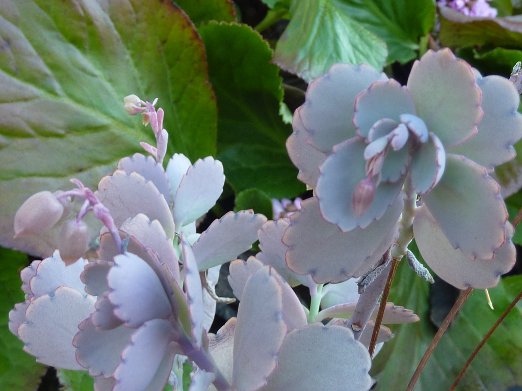 Kalanchoe fedtschenkoi