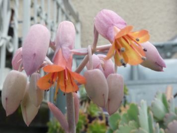 kalanchoe fedtschenkoi