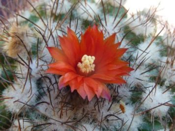 Parodia aff microsperma