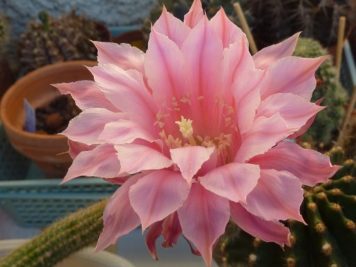 Echinopsis hybride 2