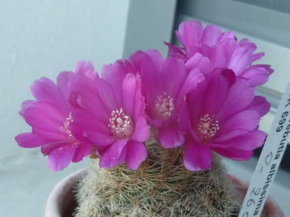 Sulcorebutia albissima WK 699