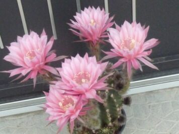 Echinopsis hybride 2