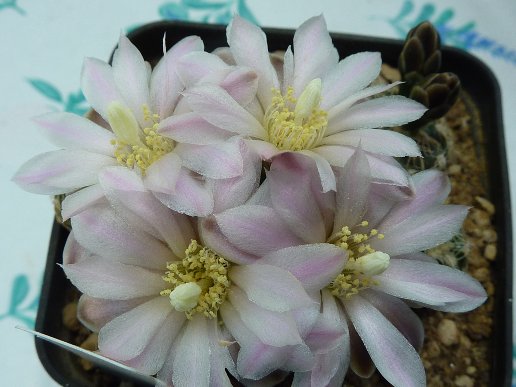 Gymnocalycium bruchii mg458.3