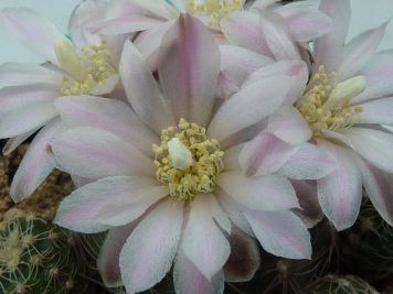 Gymnocalycium bruchii mg458.3