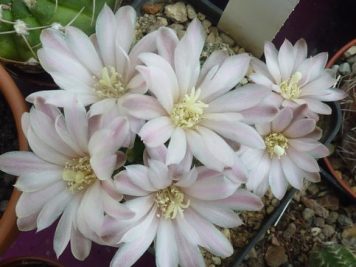 Gymnocalycium bruchii mg458.3