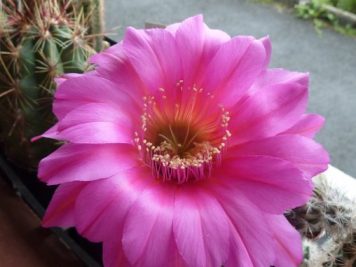 Echinopsis Marathon rosa gestr. x Hot Lips