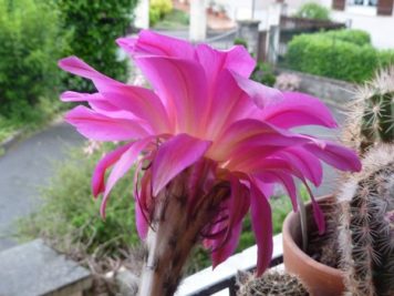 Echinopsis Marathon rosa gestr. x Hot Lips