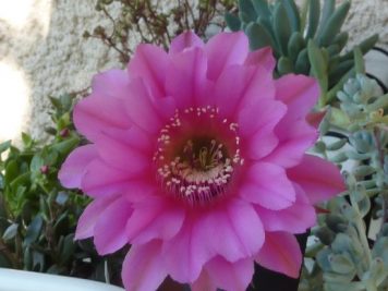 Echinopsis Marathon rosa gestr. x Hot Lips