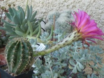 Echinopsis Marathon rosa gestr. x Hot Lips