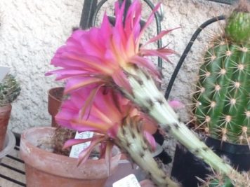 Echinopsis Marathon rosa gestr. x Hot Lips