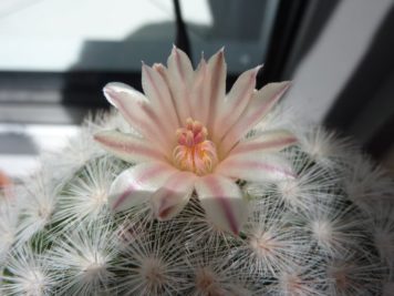 Mammillaria Candida