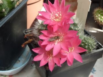 Rebutia pink lady