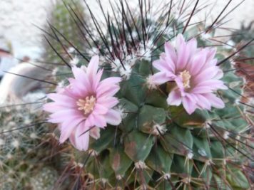 Mammillaria melanocentra